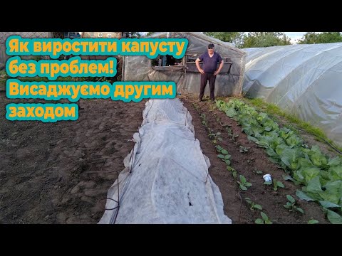 Видео: Як виростити капусту без проблем! Висаджуємо другим заходом