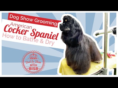 Видео: Уход за собаками на выставке: как ухаживать за американским кокер-спаниелем — купание и сушка феном