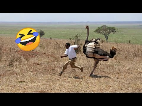 Видео: 45 МИНУТ НЕВОЗМОЖНО 🤣 ОСТАНОВИТЬСЯ СМЕЯТЬСЯ САМЫЕ НЕЛЕПЫЕ И РЖАЧНЫЕ ПРИКОЛЫ 2025 УГАРНАЯ ПОДБОРКА