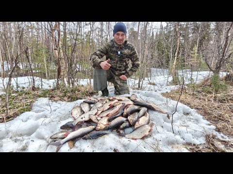 Видео: НА ЯМАЛЕ ЕЩЕ ЛЁД. ОТКРЫВАЕМ СЕЗОН ЛЕТНЕЙ РЫБАЛКИ В ХМАО. ЯЗЬ И ОКУНЬ НА ОТВОДНОЙ ПОВОДОК.