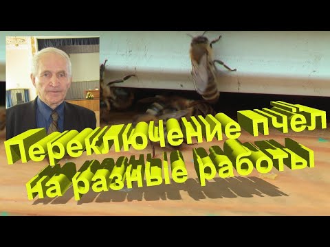 Видео: Профессор Кашковский про переключение пчел на разные работы