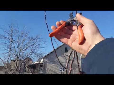 Видео: Детальна обрізка Сливи, обрізка на пеньки