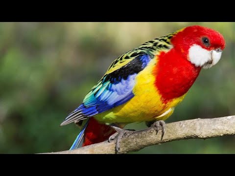 Видео: 04.11.23.выставка.с.Новогригорьевка.Нижнегорский район.