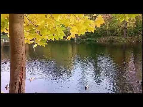 Видео: Ваня BARSIK - Дивіться Суки Обережно
