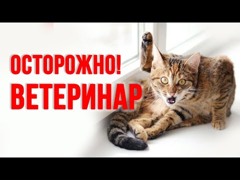 Видео: Как выбрать ветеринара, чтобы не навредить кошке