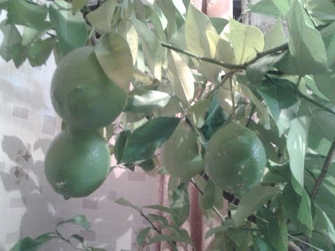 Видео: Мои домашние цветы, лимоны, кактусы. 16.04.2019