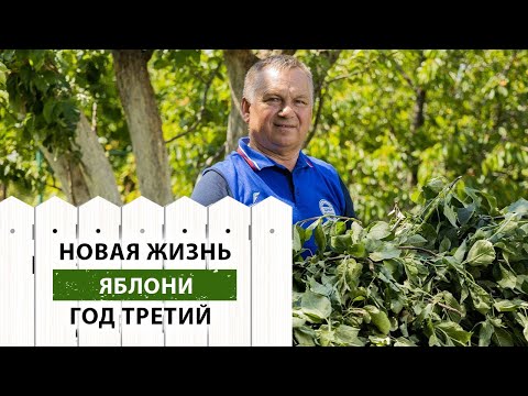 Видео: Новая жизнь яблони. Год третий. Продолжаем формирование кроны