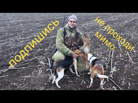 Видео: Охота с эстонскими гончими. Тестирую в деле коллиматорный прицел.