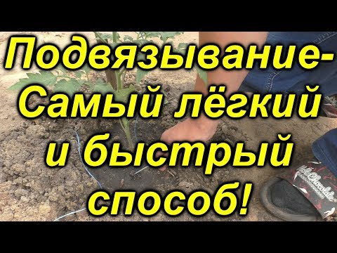 Видео: Самый классный (!!!!!) способ подвязывания растений в теплице!