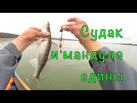 Видео: СУДАКИ нашего города. Домашняя рыбалка.