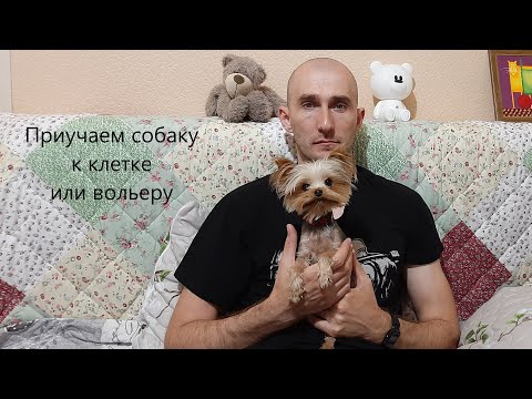 Видео: Как приучить собаку к клетке? Как приучить собаку к вольеру?