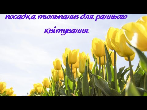 Видео: Помилки і нюанси в посадці тюльпанів🌷 