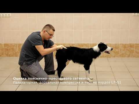Видео: Глава 1. Полный ортопедический осмотр собаки.