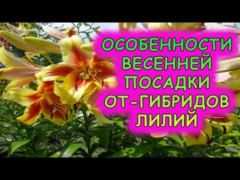 Видео: Лилии ОТ-гибриды посадка весной. Особенности ОТ-гибридов лилии. Как посадить от-гибридные лилии.