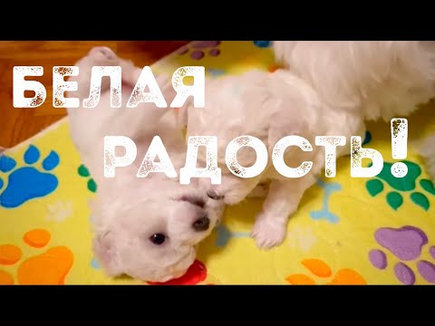 Видео: Бишон фризе: первые 30 дней жизни. Рождения щенков в питомнике "Агнелль Де Неж". Уход и развитие.