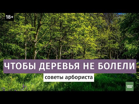 Видео: Чтобы деревья не болели. Советы арбориста.