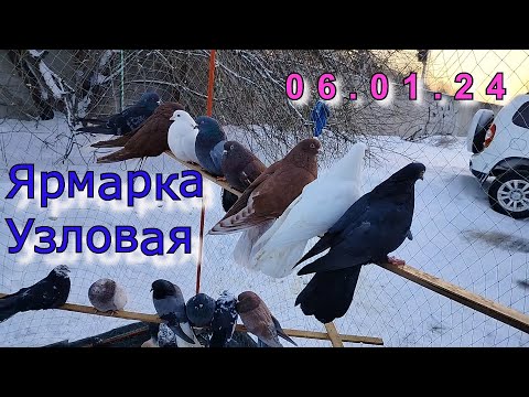 Видео: Ярмарка голубей г.Узловая 06.01.24