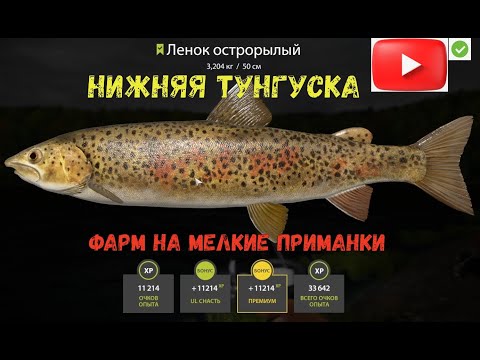Видео: Нижняя Тунгуска  Мелкие приманки  ФАРМ!!!