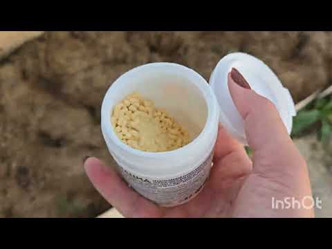 Видео: СЛИЗНИ, УЛИТКИ ИСЧЕЗНУТ НЕМЕДЛЕННО. 🐌 ВРЕДИТЕЛИ НЕ ВЫДЕРЖАТ ТАКОЙ ПОДХОД.  ЗЕЛЕНЬ, ОВОЩИ ЧИСТЫЕ.