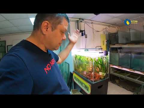 Видео: Рыборазводня РА. Лайфхаки