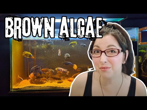 Видео: Избавьтесь от диатомовых водорослей | Бурые водоросли в аквариуме