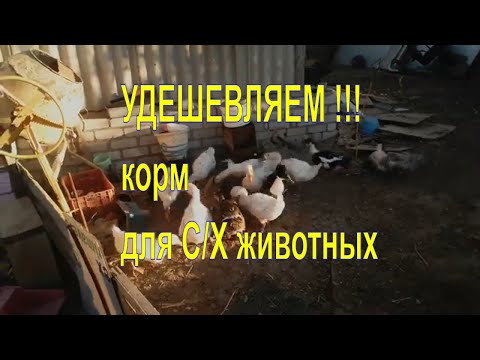 Видео: Самый дешевый корм для гусей, уток, свиней, индюков..