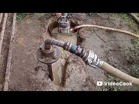 Видео: Очередная абисинка в с . Черлак