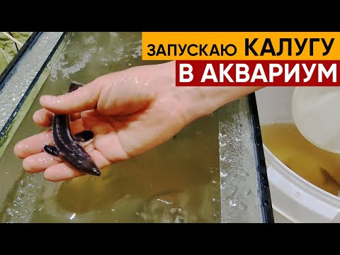 Видео: Калуга. Рыба из семейства осетровых - калуга. Запустил в аквариум.