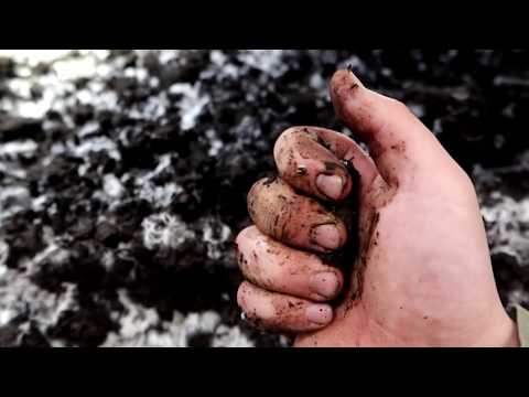 Видео: Дефекат Или Мел Для Покровки? Выращивание шампиньонов