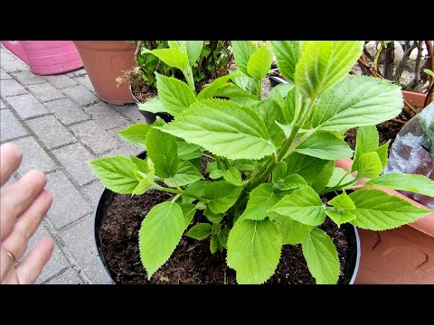 Видео: Результат черенкования  древовидной и крупнолистной гортензии зелеными черенками 🌿🌿