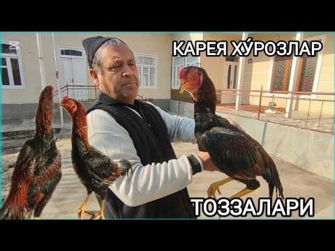 Видео: МАНА СИЗГА ТОЗА КАРЕЯ ХУ́РОЗЛАР ДАКАН ИШКИБОЗЛАРИ УЧУН МАХСУС ВИДЕО НАМАНГАН