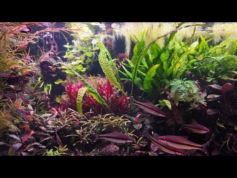 Видео: Аквариумный рай . Кринум кучерявый и другие приключения .