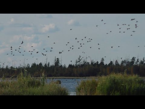 Видео: ҮГЭС БУОЛБУТ КУС БУЛТУН КЭМИН АРЫЙЫЫТА 2025