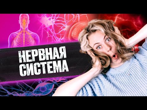 Видео: Нервная система | Летний курс | БиоФАК 2022