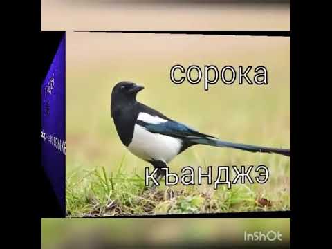 Видео: Название птиц на кабардинском языке