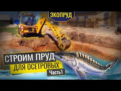 Видео: Строительство пруда для осетровых(часть1)
