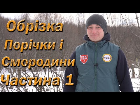 Видео: Обрезка красной и черной смородины