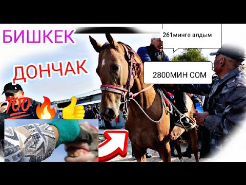 Видео: ЖЫЛКЫ БАЗАР 🔥 ОРТ БОЛДУ МЫНА САГА КӨРҮҢҮЗ 5-ОКТЯБРЬ 2024ж ДОНЧАК талаш