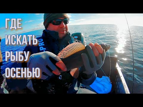 Видео: ОКУНЬ под чайку, ХАРИУС на десерт! Карелия, Онего 2023 г.