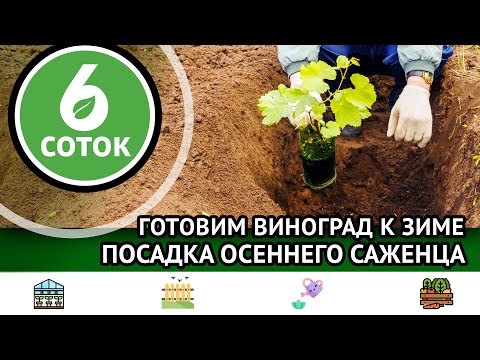 Видео: Готовим виноград к зиме. Посадка осеннего саженца. 6 соток 20.11.2023