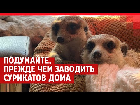 Видео: Как сурикаты живут дома | 72.RU