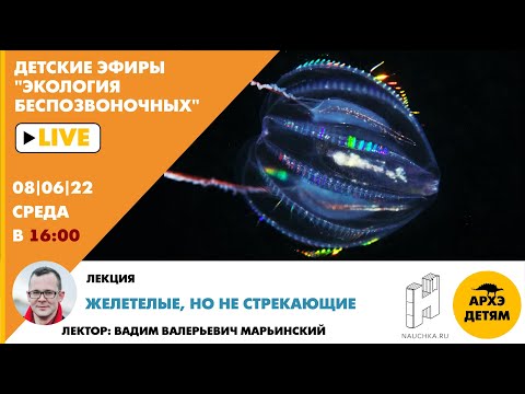 Видео: Детский эфир "Желетелые, но не стрекающие" курса "Экология беспозвоночных" Вадима Марьинского