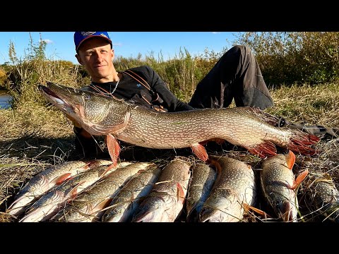 Видео: НАШЛИ ДИЧАЙШИЕ МЕСТА С ОГРОМНЫМИ ЩУКАМИ И ОКУНЯМИ! МОНСТР НА 12 КГ! РЫБАЛКА НА КРУЖКИ! ЖЕСТЬ!