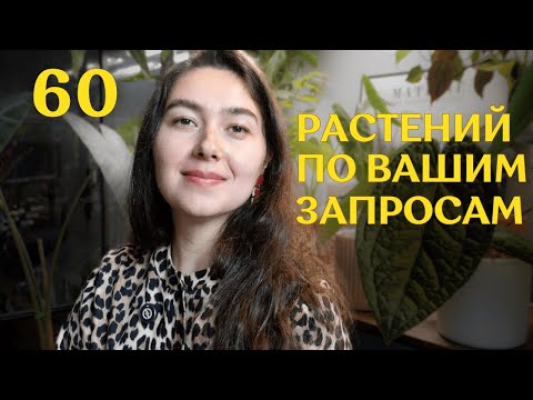 Видео: РАСТЕНИЕ, которое ОКУПИТСЯ быстро | самое УДИВИТЕЛЬНОЕ, капризное, НЕПРИХОТЛИВОЕ| ПОСОВЕТУЙ растение