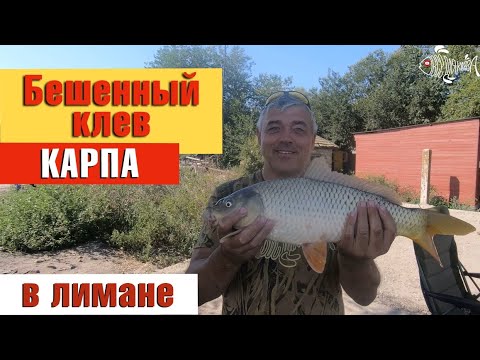 Видео: Как ловить карпа? На что клюёт карп? Приманка на карпа. Ловля карпа на горох в лимане