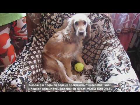 Видео: Уход за английским кокер спаниелем