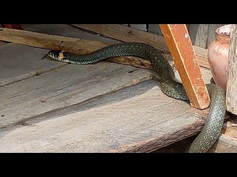 Видео: Огромный уж.Отвоёвываем участок у леса