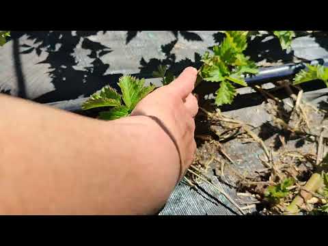 Видео: Готовим ежевику к укрытию вовремя! Омск,26.05.2024г.