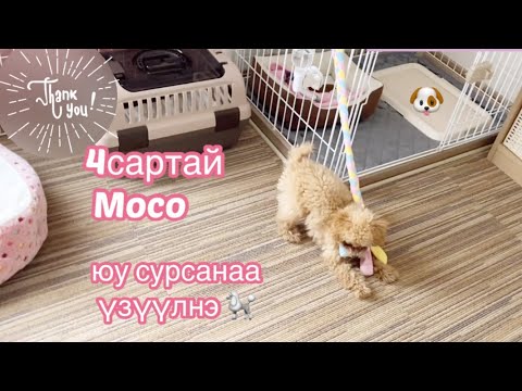 Видео: 4сартай нохой юу сурсанаа үзүүлнэ🐩【Нохой сургах арга】@ZozaJapan