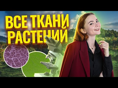 Видео: Ткани растений: виды, строение, функции | Биология ЕГЭ Умскул